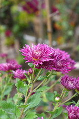 Fototapeta premium Beautiful Red chrysanthemum flowers closeup in the winter garden, Closeup of Chrysanthemum flower, Field of the Red Chrysanthemum, Beautiful Red flower blooming in nature.