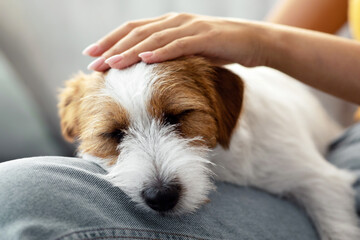 Closeup photo of cute fluffy jack russel terrier puppy sleeping on its owner laps, unrecognizable...