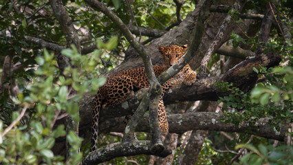 Wild Sri Lankan leopard in Wilpattu National Park of Sri Lanka spotted in trees staring directly at...