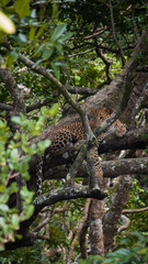 A glimpse of Sri Lankan leopard in the wild walking through bush habitat during wildlife safari in Wilpattu National Park Sri Lanka