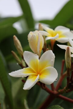 Colourfall flower frangipani Dok Champa in lao new year