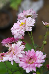 Obraz premium Beautiful Pink red chrysanthemum flowers closeup in the winter garden, Closeup of Chrysanthemum flower, Field of the Pink red Chrysanthemum, Beautiful Pink red flower blooming in nature.