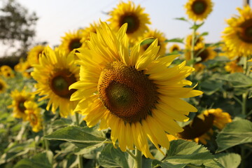 Sunflower 