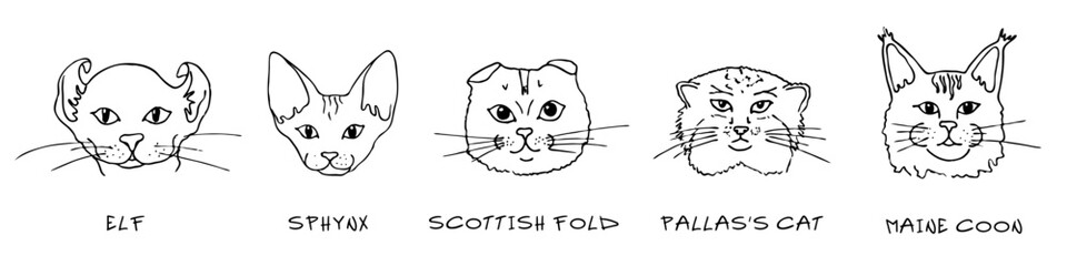Doodle heads of different breeds cats set. Elf, Sphynx, scottish fold, pallas`s cat, maine coon