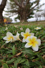 Colourfall flower frangipani Dok Champa in lao new year