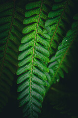 green fern leaf