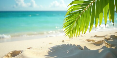 Sun-drenched sand, sharp coconut leaf shadow, blurred ocean, photography, light