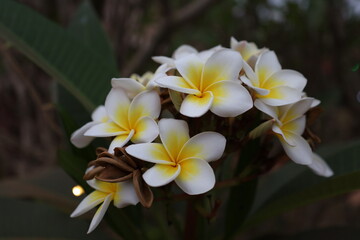Obraz premium Colourfall flower frangipani Dok Champa in lao new year