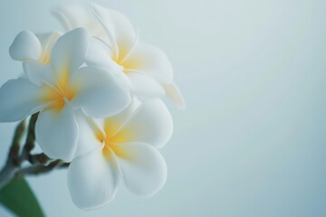 Fototapeta premium Frangipani flowers isolated on white background with clipping path.