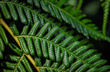 green fern leaf