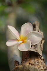 Colourfall flower frangipani Dok Champa in lao new year