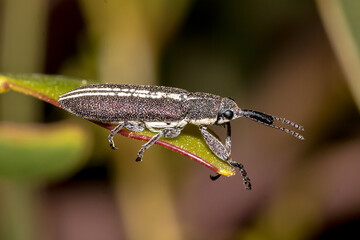 Rhinotia - Long Nosed Weevil Perched on Acacia Stem