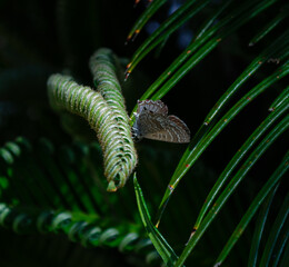 fern in the forest with moth