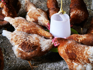 A group of brown hens gathered around a plastic water feeder inside a traditional chicken coop, chickens are pecking and drinking water on a dirt floor with scattered straw, natural farm atmosphere