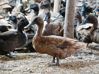 A flock of ducks in a rural farm setting, with a prominent brown duck standing in the foreground. The ducks have various shades of brown and black feathers, organic farming 