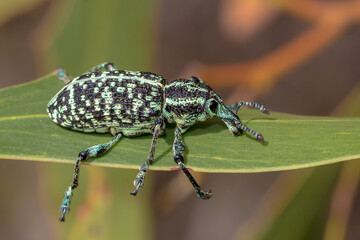 Chrysolopus spectabilis – The Iconic Botany Bay Diamond Weevil in Australian Habitat