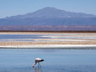 Flamingo walking in the lake