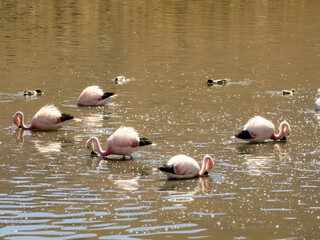 Flamingo bird in Atacama, Chile