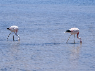 Flamingo bird in Atacama, Chile