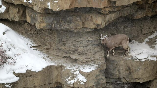 Himalayan Ibex female rock climbing in a snow covered mountain cliff landscape