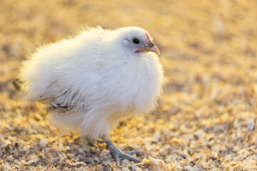 Young White Silkie Chicken with soft white feathers and black skin. White Silkie, White Silkie Chicken, White Silky Fowl