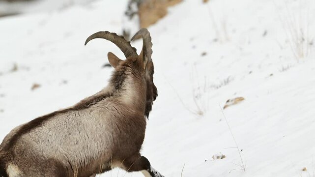 Himalayan Ibex male with long horn walking in a snow covered mountain landscape