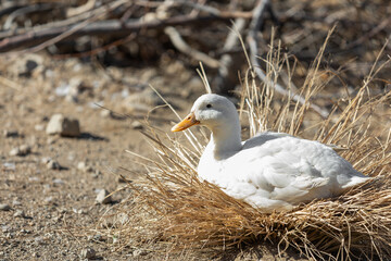 A duck photosynthesizing outdoors. warm sunshine