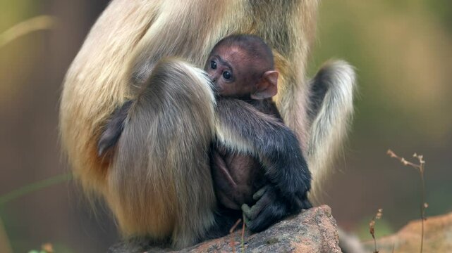 Northern Plains Gray Langur india Mother nursing her baby