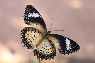beautiful butterfy