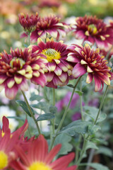 Obraz premium Beautiful Yellow red chrysanthemum flowers closeup in the winter garden, Closeup of Chrysanthemum flower, Field of the Yellow red Chrysanthemum, Beautiful Yellow red flower blooming in nature.