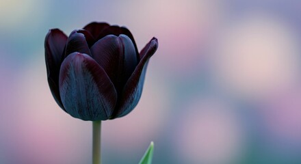 Dark Purple Tulip Close-Up
