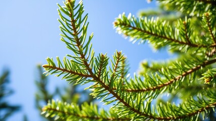 Lush Green Coniferous Foliage Under a Bright Blue Sky
