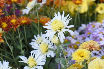 Fototapeta premium Beautiful white chrysanthemum flowers closeup in the winter garden, Closeup of Chrysanthemum flower, Field of the white Chrysanthemum, Beautiful white flower blooming in nature.