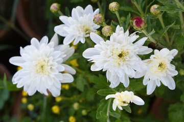 Beautiful white chrysanthemum flowers closeup in the winter garden, Closeup of Chrysanthemum flower, Field of the white Chrysanthemum, Beautiful white flower blooming in nature.