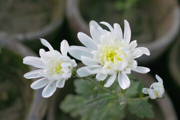 Beautiful white chrysanthemum flowers closeup in the winter garden, Closeup of Chrysanthemum flower, Field of the white Chrysanthemum, Beautiful white flower blooming in nature.
