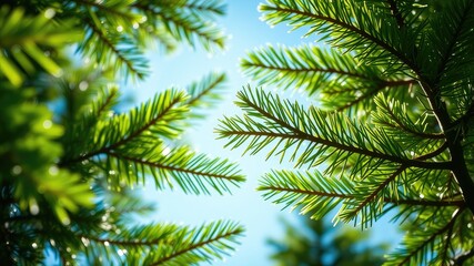 Lush Green Coniferous Foliage Under a Bright Blue Sky