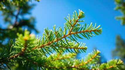 Lush Green Coniferous Foliage Under a Bright Blue Sky