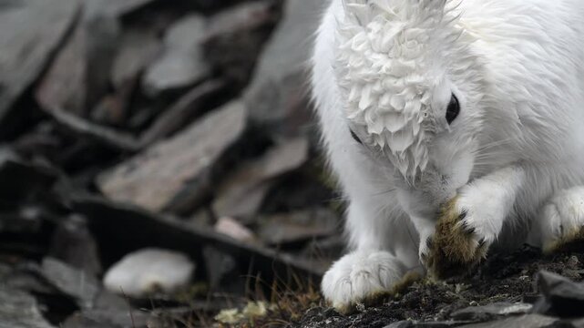 Pure White Arctic Hare grooming and cleaning in Greenland with heavy rain falling in slow motion