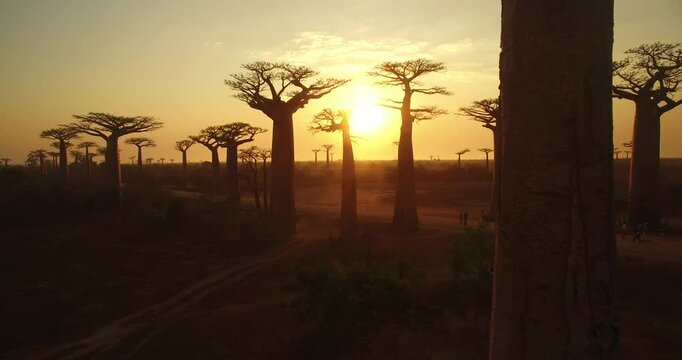 Giant Baobab trees of Madagascar, Aerial view at sunset