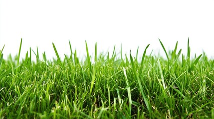 Lush Green Grass Blades  Spring Meadow Texture