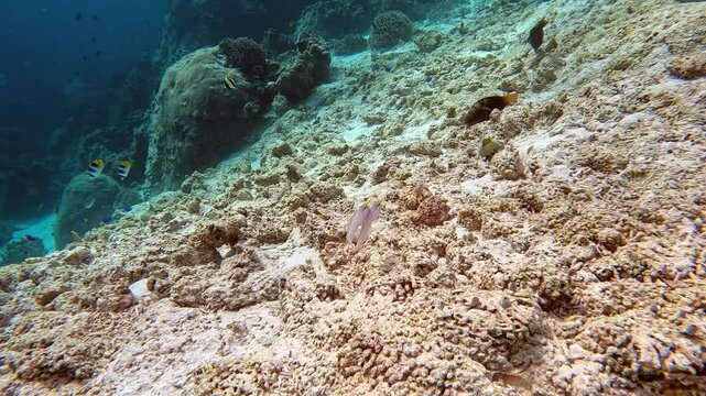 Bluestreak gobies feed on coral rubble with Parrotfish, moorish idols and red-toothed triggerfish.