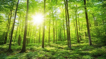 Fototapeta premium Sunlit Deciduous Forest in Springtime