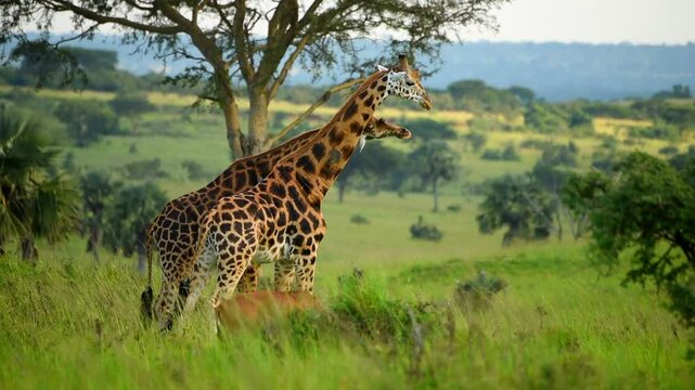 Two Giraffes rubbing necks in Uganda grassland