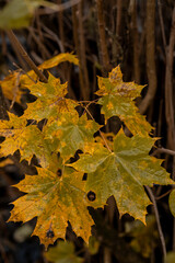 Autumn leaves turn vibrant shades in a natural setting during a cool fall afternoon