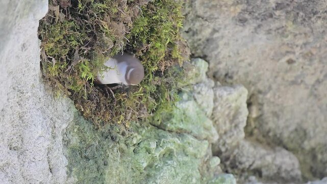 White throated dipper male and female on nest (Cinclus cinclus)