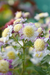 Beautiful white chrysanthemum flowers closeup in the winter garden, Closeup of Chrysanthemum flower, Field of the white Chrysanthemum, Beautiful white flower blooming in nature.