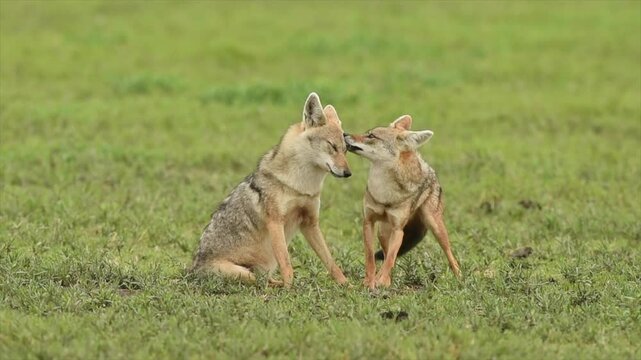 Two young wild Coyotes grooming in Tanzania grassland