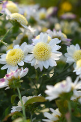 Fototapeta premium Beautiful white chrysanthemum flowers closeup in the winter garden, Closeup of Chrysanthemum flower, Field of the white Chrysanthemum, Beautiful white flower blooming in nature.