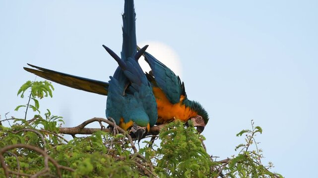 Pair of Blue and Yellow macaw Ara ararauna parrots grooming on a treetop in Pantanal, Mato Grosso, Brazil.&nbsp;
