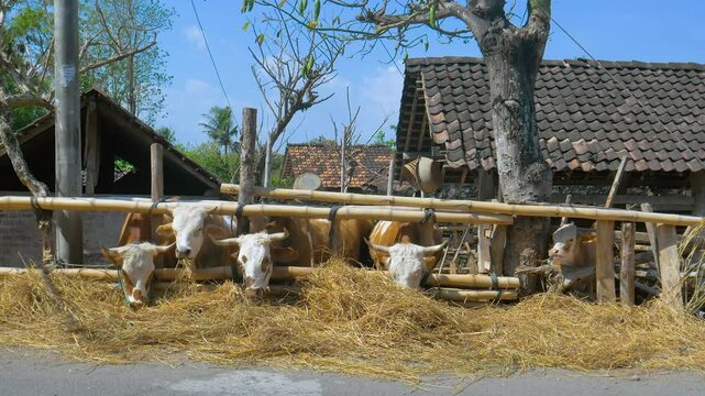 Group of Cattle with Blue Control Ropes on Their Noses Eating Hay in the Countryside of Depok Bantul Near Yogyakarta